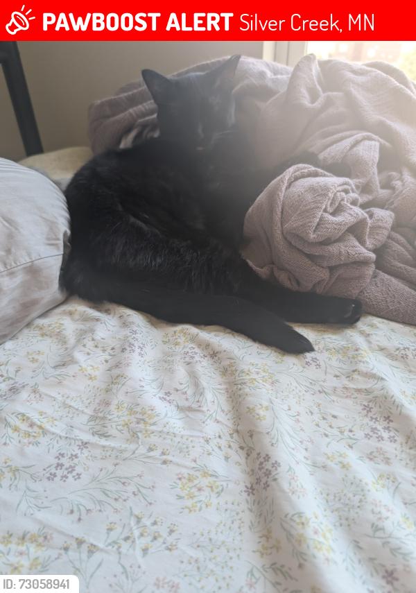 Lost Female Cat last seen Hasty Diner and Marathon gas, Silver Creek, MN 55320