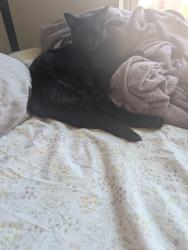 Lost Female Cat last seen Hasty Diner and Marathon gas, Silver Creek, MN 55320