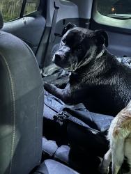 Found/Stray Male Dog last seen CVS Pharmacy South Emerson Avenue, Indianapolis, IN 46237