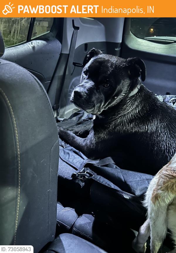 Found/Stray Male Dog last seen CVS Pharmacy South Emerson Avenue, Indianapolis, IN 46237