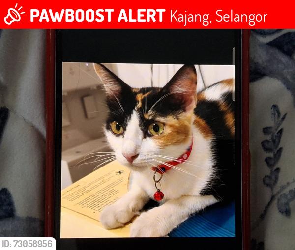 Lost Female Cat last seen Saujana Impian 1, impian makmur, kajang, Kajang, Selangor 