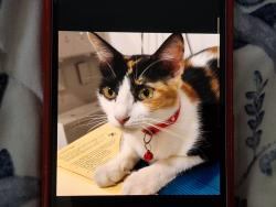 Lost Female Cat last seen Saujana Impian 1, impian makmur, kajang, Kajang, Selangor 