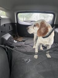 Found/Stray Male Dog last seen CVS Pharmacy on South Emerson Avenue and Stop 11 Road, Indianapolis, IN 46203