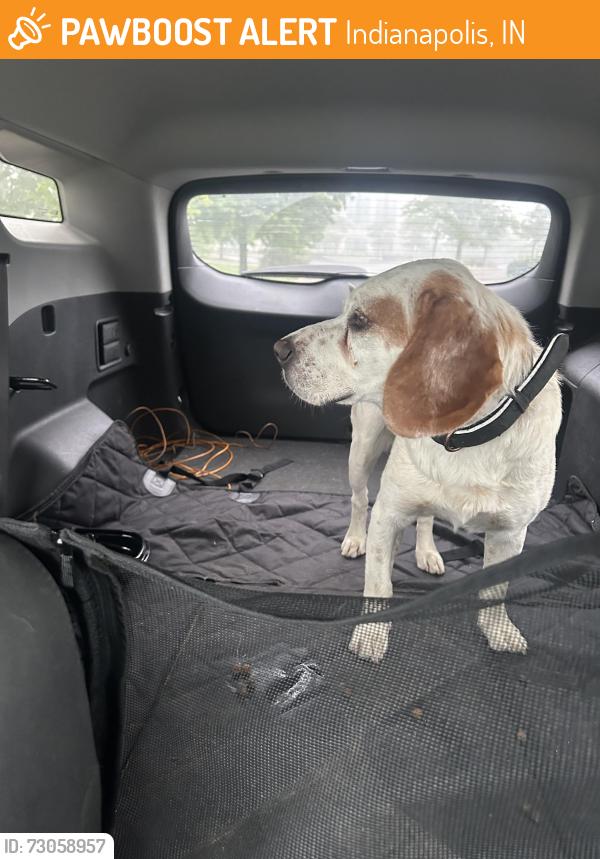 Found/Stray Male Dog last seen CVS Pharmacy on South Emerson Avenue and Stop 11 Road, Indianapolis, IN 46203