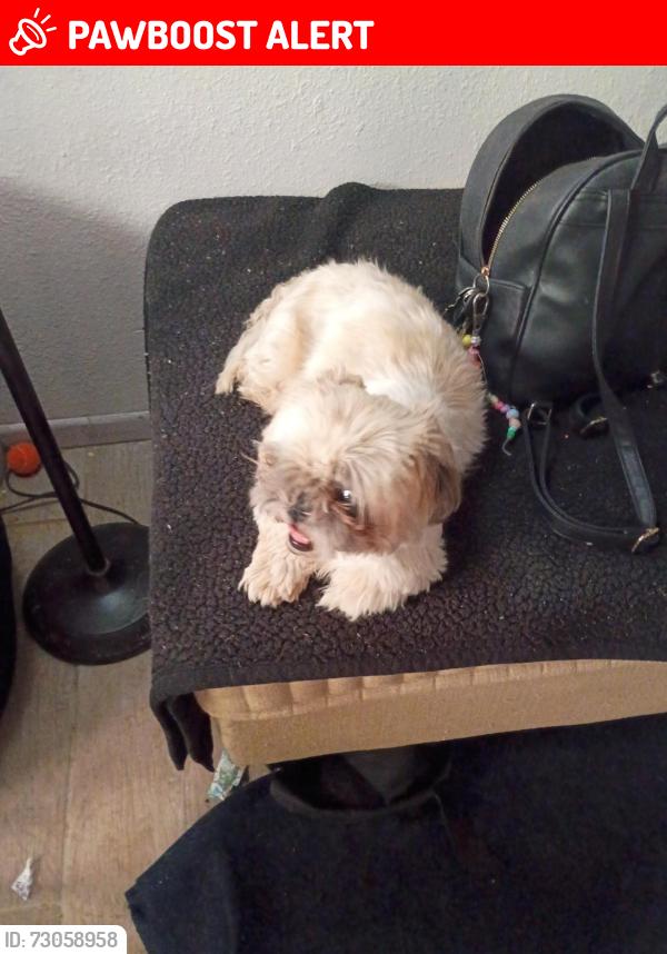 Lost Female Dog last seen Meridian and Broadway, Apache Junction, AZ 85120