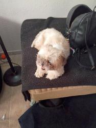 Lost Female Dog last seen Meridian and Broadway, Apache Junction, AZ 85120