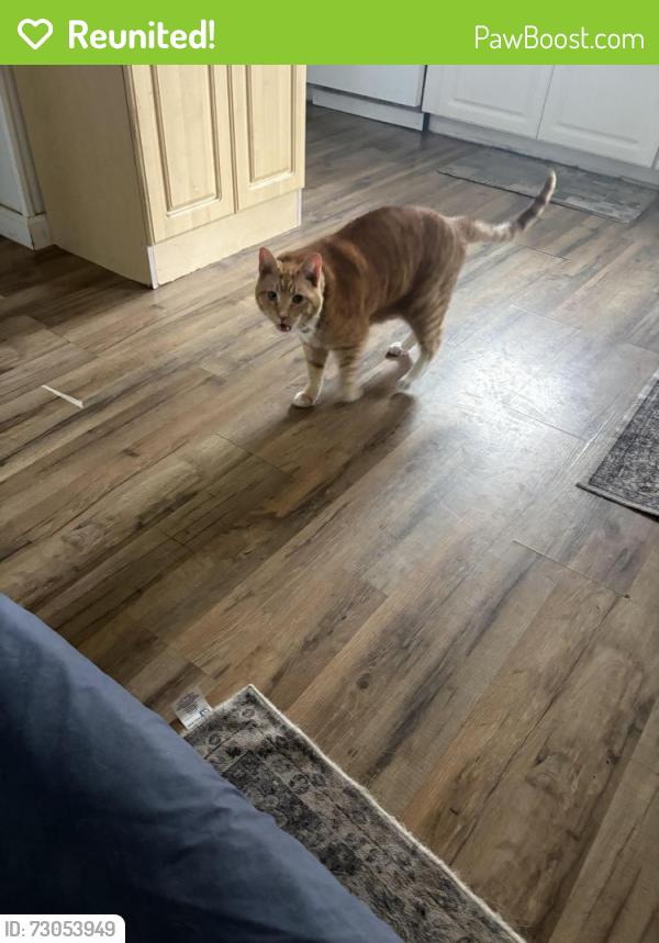 Reunited Male Cat last seen White Memorial Church Rd and Tranquil Lane in Willow Springs , Willow Spring, NC 27592