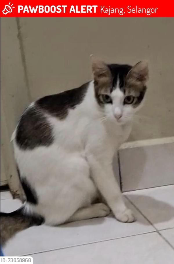 Lost Male Cat last seen Saujana Impian 1, impian makmur, kajang, Kajang, Selangor 