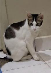 Lost Male Cat last seen Saujana Impian 1, impian makmur, kajang, Kajang, Selangor 