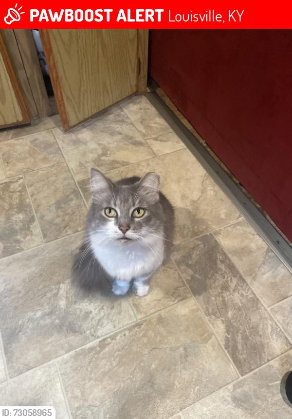Lost Female Cat last seen Outerloop, Louisville, KY 40219