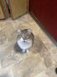 Lost Female Cat last seen Outerloop, Louisville, KY 40219