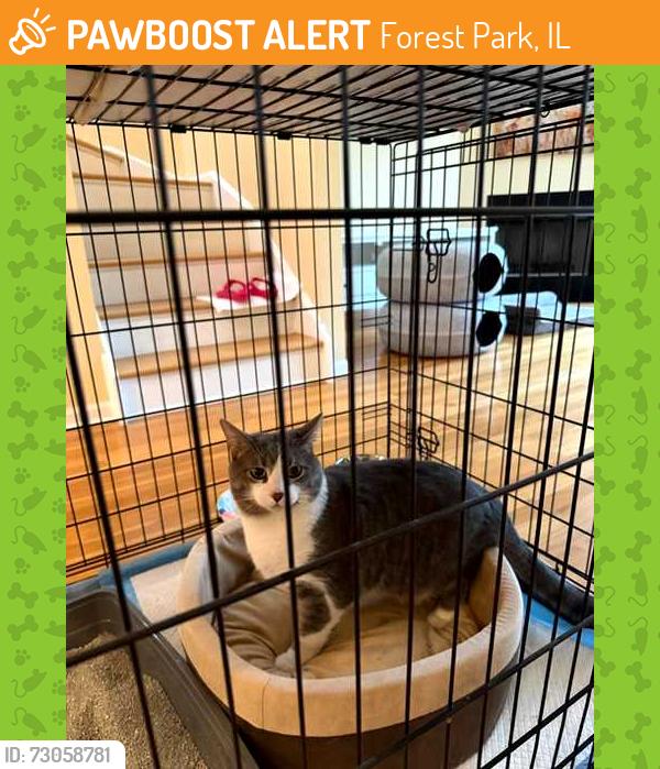 Found/Stray Unknown Cat last seen Brown and Lathrop, Forest Park, IL 60130