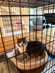 Found/Stray Unknown Cat last seen Brown and Lathrop, Forest Park, IL 60130