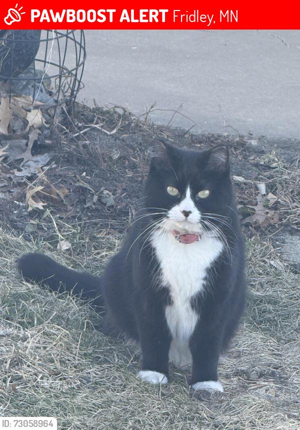 Lost Female Cat last seen 55432, Fridley Terrace, Fridley, MN 55432