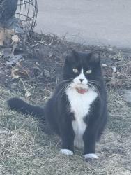 Lost Female Cat last seen 55432, Fridley Terrace, Fridley, MN 55432