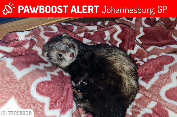 Lost Male Ferret last seen Marathon Street, Johannesburg, GP 2101
