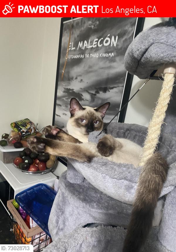Lost Male Cat last seen Century blvd and Wilton, Los Angeles, CA 90047