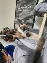 Lost Male Cat last seen Century blvd and Wilton, Los Angeles, CA 90047