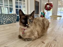 Lost Female Cat last seen Sea gull drive and chuck dawdy, Mount Pleasant, SC 29464