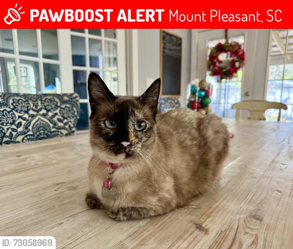 Lost Female Cat last seen Sea gull drive and chuck dawdy, Mount Pleasant, SC 29464