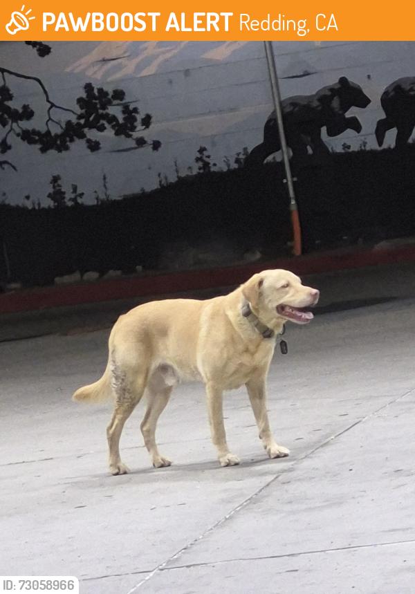 Found/Stray Unknown Dog last seen E cypress and Hilltop, Redding, CA 96002