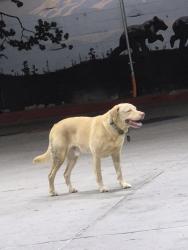 Found/Stray Unknown Dog last seen E cypress and Hilltop, Redding, CA 96002