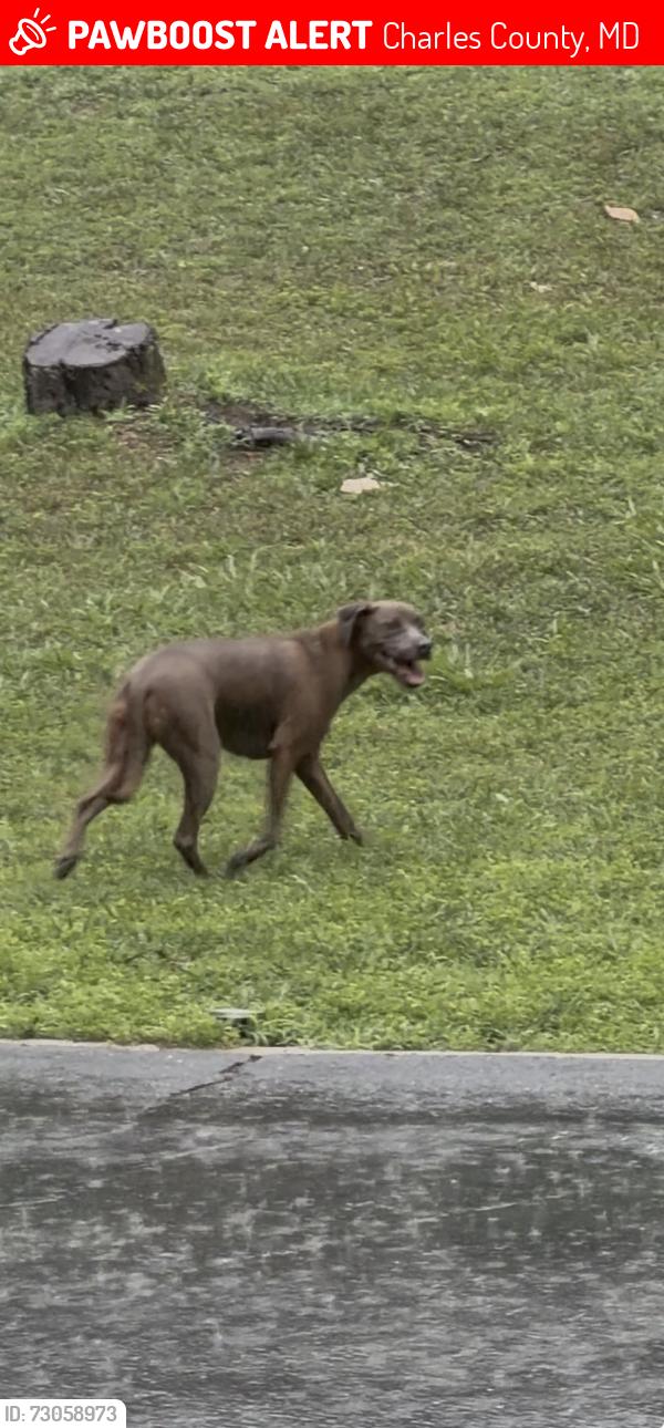 Lost Male Dog last seen Cooksey road, Charles County, MD 20646