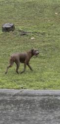 Lost Male Dog last seen Cooksey road, Charles County, MD 20646