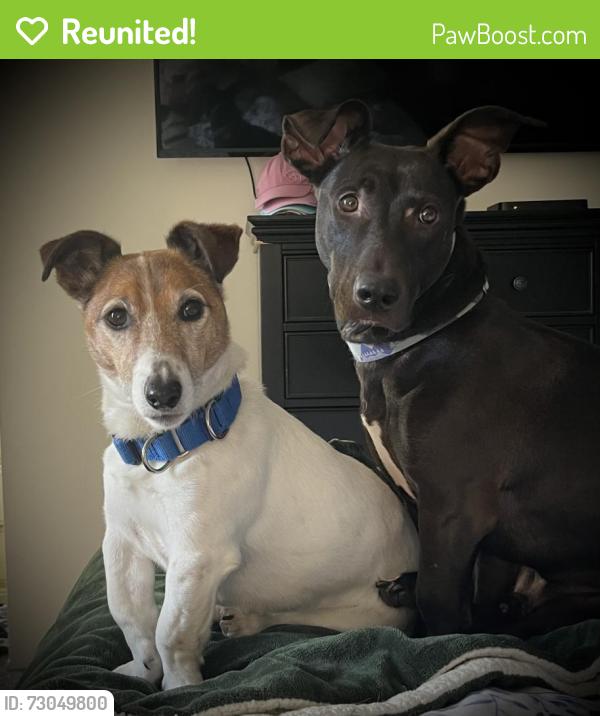 Reunited Male Dog last seen Daniel Boone High school , Douglassville, PA 19518