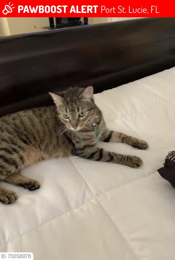 Lost Female Cat last seen Newport isles blvd and rosser blvd, Port St. Lucie, FL 34953