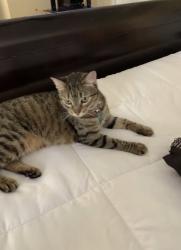 Lost Female Cat last seen Newport isles blvd and rosser blvd, Port St. Lucie, FL 34953