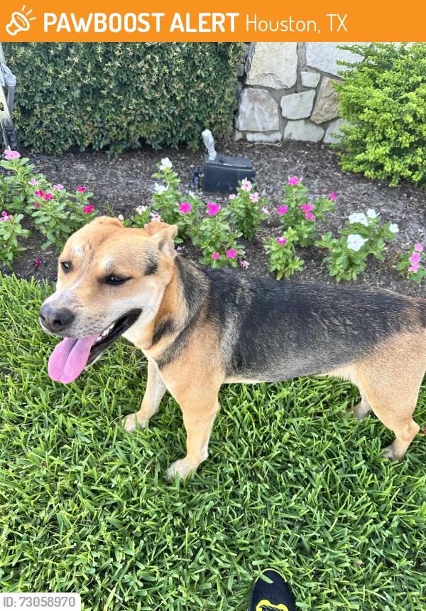 Found/Stray Male Dog last seen West Rd & Round Up Ln, Houston, TX 77064