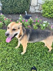 Found/Stray Male Dog last seen West Rd & Round Up Ln, Houston, TX 77064