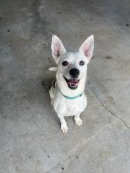 Found/Stray Male Dog last seen Terry Road, Bostic, NC 28018
