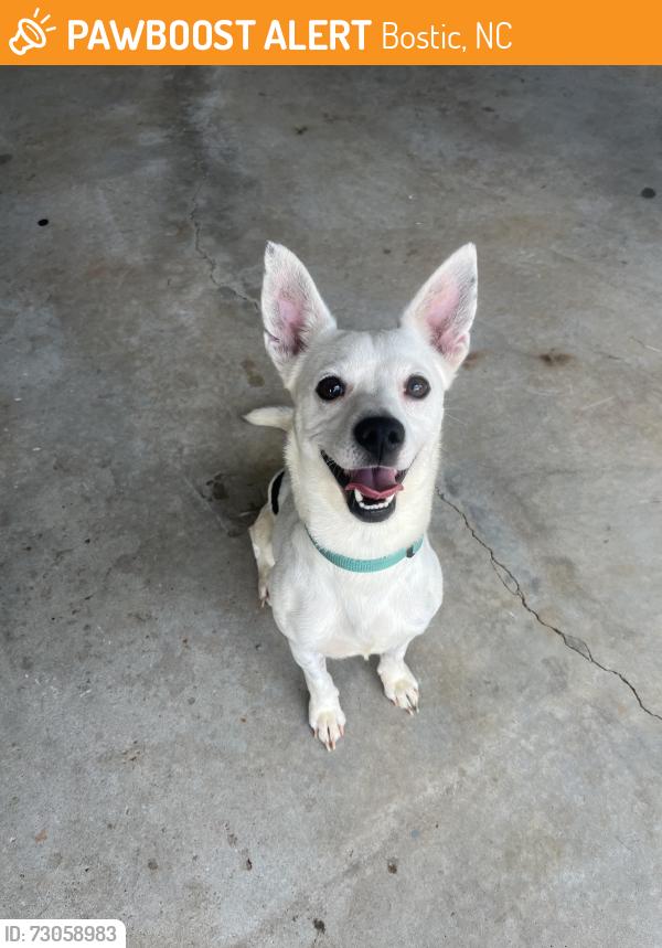 Found/Stray Male Dog last seen Terry Road, Bostic, NC 28018