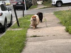 Found/Stray Unknown Dog last seen Freedley & Juniper Streets, Norristown, Norristown, PA 19401