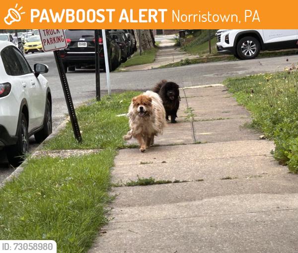 Found/Stray Unknown Dog last seen Freedley & Juniper Streets, Norristown, Norristown, PA 19401