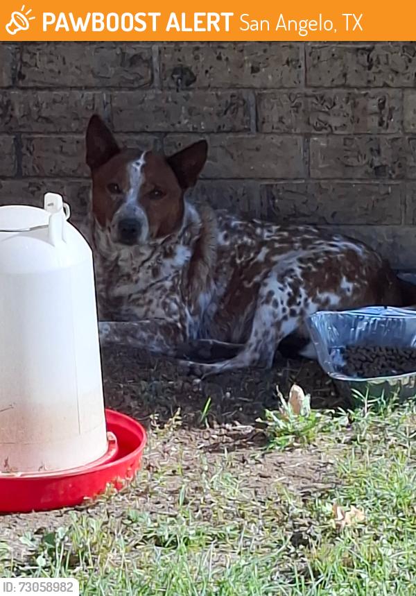 Found/Stray Male Dog last seen Howard, San Angelo, TX 76901