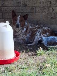 Found/Stray Male Dog last seen Howard, San Angelo, TX 76901