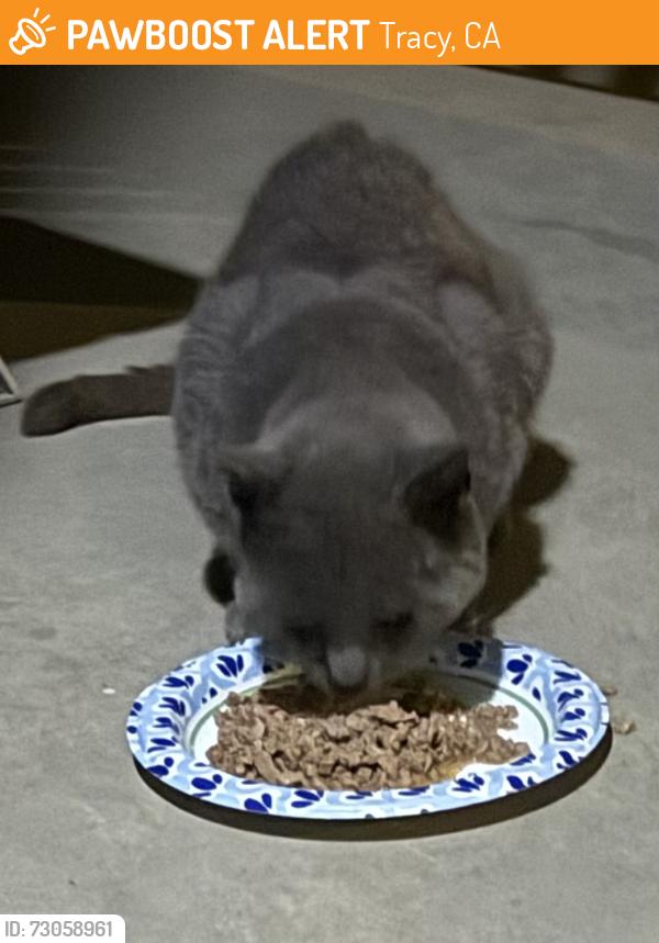 Found/Stray Male Cat last seen Elissagaray Neighborhood/Dominique/Eastlake Circle/Valpico/South Chrissman/, Tracy, CA 95304