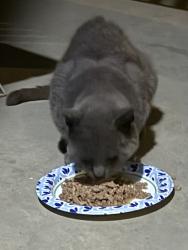 Found/Stray Male Cat last seen Elissagaray Neighborhood/Dominique/Eastlake Circle/Valpico/South Chrissman/, Tracy, CA 95304