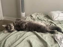 Lost Male Cat last seen Carter Dr and Mill Ave, Tempe, AZ 85282