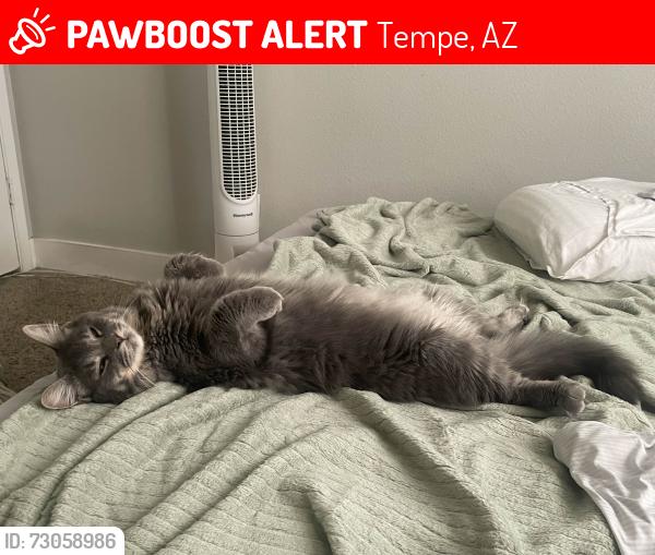 Lost Male Cat last seen Carter Dr and Mill Ave, Tempe, AZ 85282