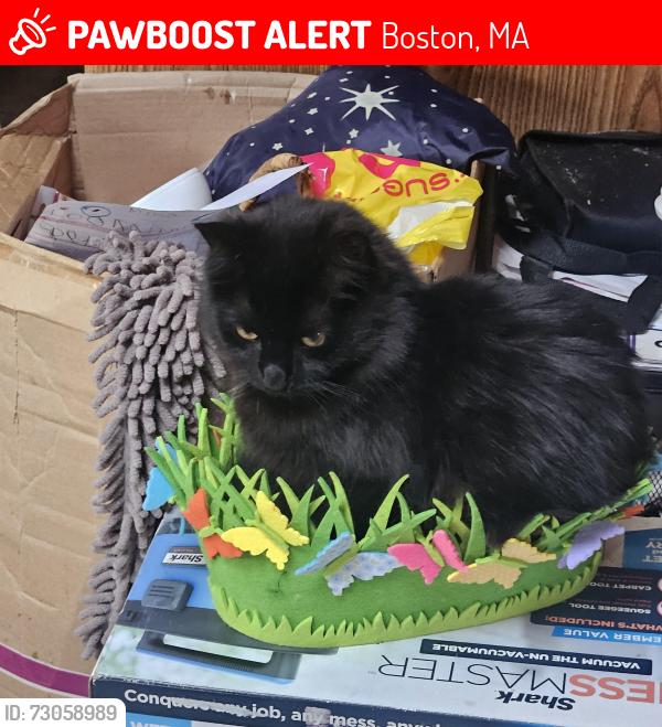 Lost Male Cat last seen Sunnyside Rd Kelly Field Roxanna Drury rd Thompson st, Boston, MA 02136