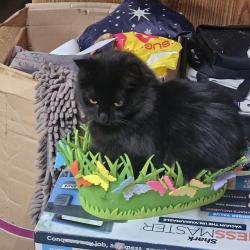 Lost Male Cat last seen Sunnyside Rd Kelly Field Roxanna Drury rd Thompson st, Boston, MA 02136