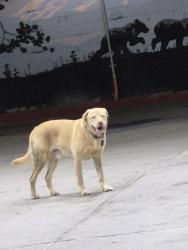 Found/Stray Unknown Dog last seen E cypress and Hilltop, Redding, CA 96002