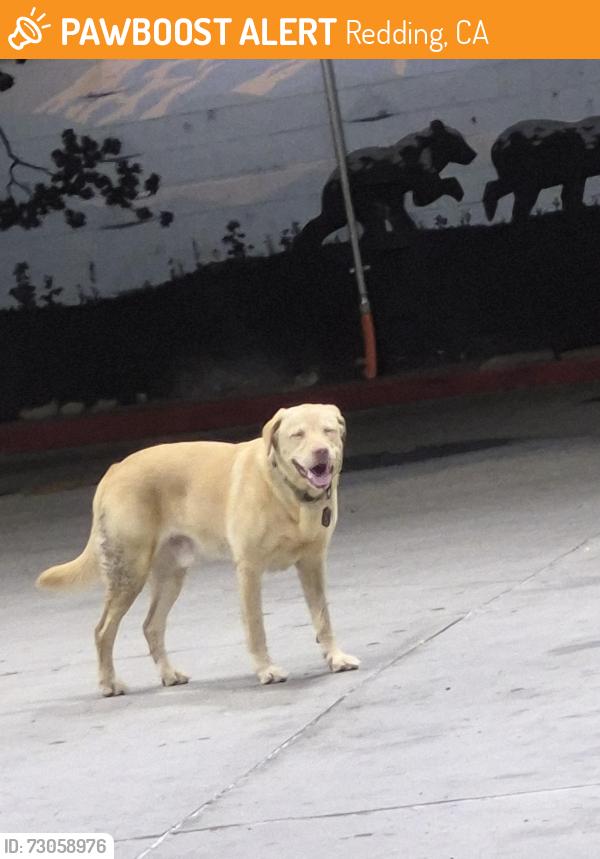 Found/Stray Unknown Dog last seen E cypress and Hilltop, Redding, CA 96002