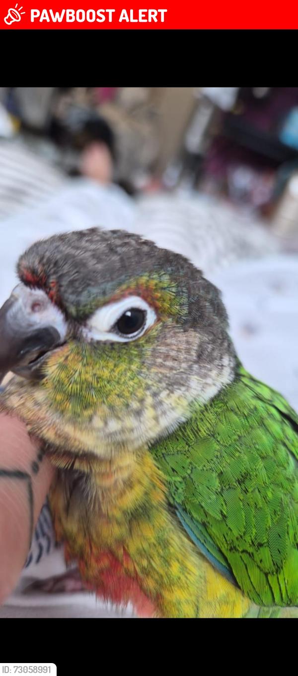 Lost Unknown Bird last seen Near Lidl in town, Sheffield City Centre, England S3 8LF