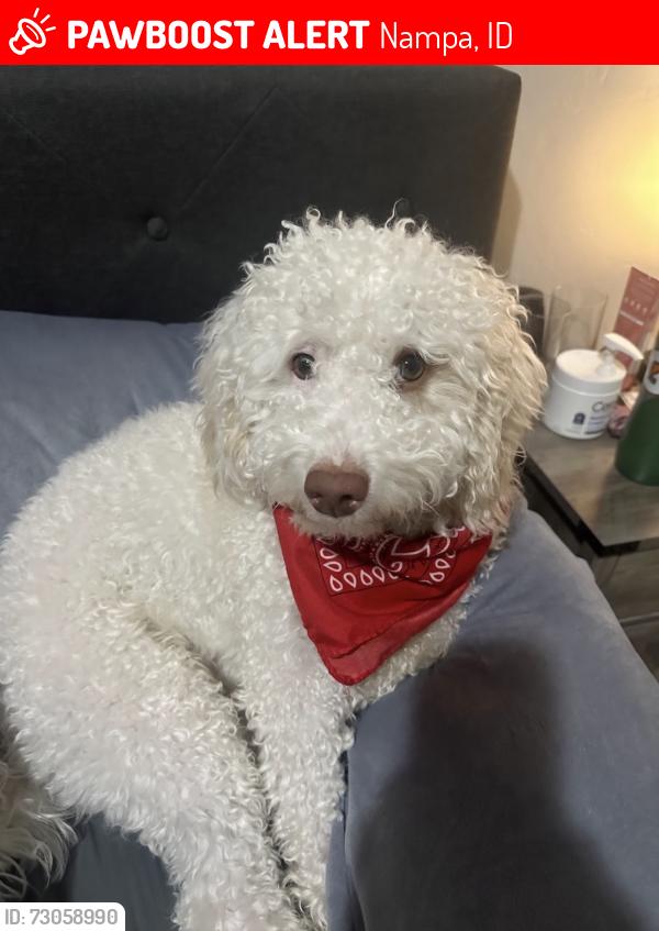 Lost Male Dog last seen Farmstead apmts by TJ maxx, Nampa, ID 83687