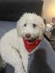 Lost Male Dog last seen Farmstead apmts by TJ maxx, Nampa, ID 83687